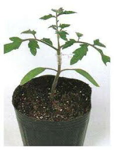 TJ^̃^l  g}gp ubN yPRIMAXz1000