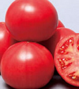 TJ^̃^l g}g Ƃ܂Ɓ@܁@PRIMAX 1000