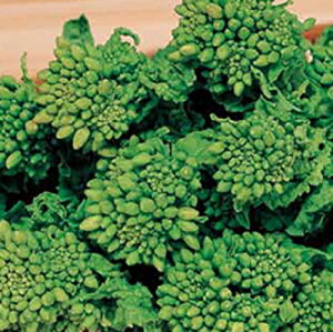 �T�J�^�̃^�l �ԍ؁@�Ԗ��@����