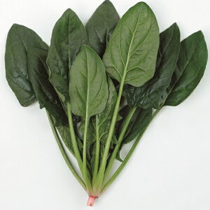 TJ^̃^l zE\E @@ ق񂻂@hL[ M3