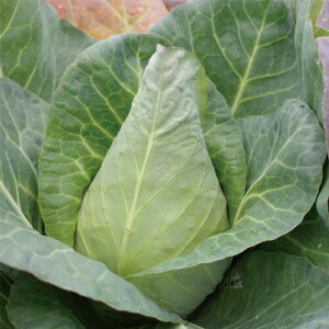 ic Lxc ׂ @Ƃ񂪂Lxc TNY@2500