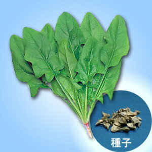 ic zE\E ق񂻂 @@@Yہ@10L