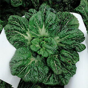 ic ^Ji  ؁@Orkɐԍ؁@10L