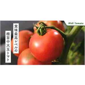 ic g}g Ƃ܂Ɓ@OXC[g@1000