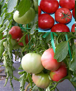 ic g}g Ƃ܂Ɓ@nmt@[Xgiݗj