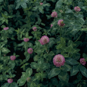 ^LCc  q Δp@N[o[ WE 500g