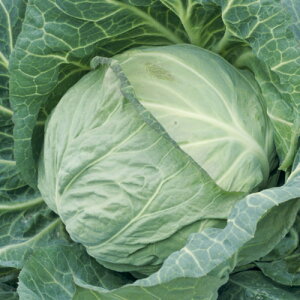 ^LCc Lxc tЂ莵 2000