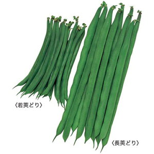 タキイ種苗 インゲン いんげん スラットワンダー MF