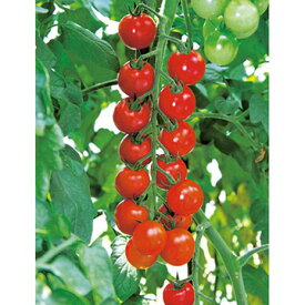 タキイ種苗 トマト 千果 RF