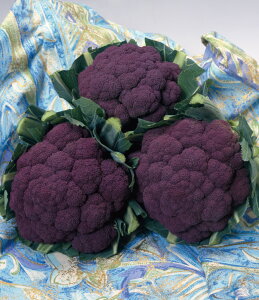 ^LCc Jt[ oCIbgNC 20ml