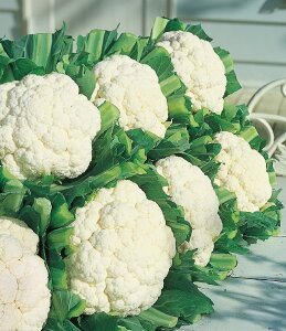 ^LCc Jt[ Xm[NE ybg L5000