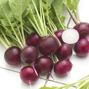 �^�L�C��c ��\���卪�@���r�[�R���b�g�@GF