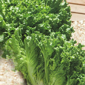 ^LCc [t^X@O[u[P@ybg5000