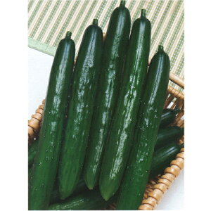 ^LCc LE ӉZ イ@VV[g@350