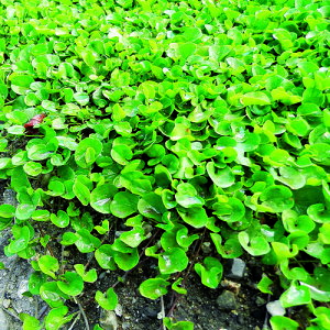 ^LCc  q Δp _CJh(R[g) 500g