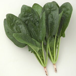 ^LCc zE\E @@ ق񂻂@ӒT}[WFbg(G{vCq)@PM3