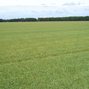 ^LCc  q Δp Z`s[hOX ΉpZ`s[hOX 500g