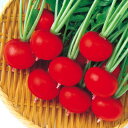 ナカハラのたね ダイコン 大根 レッドポピンズ（夏用）小袋