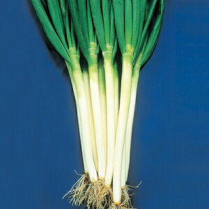 iJn̂ lM K ӒĎR{K 2dl