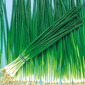 iJn̂ lM K ˂iėpj20ml