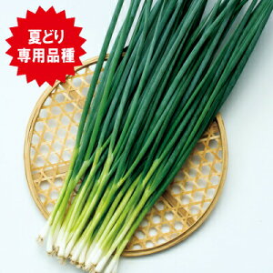 iJn̂ lM K ubNX^[K 20ml