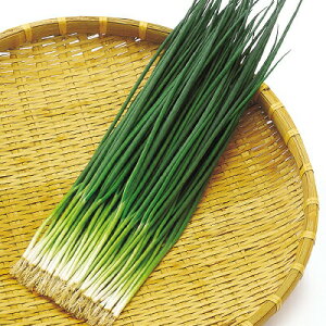 ナカハラのたね ネギ 葱 夏彦ねぎ 20ml