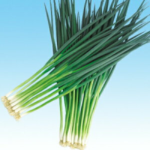 ナカハラのたね ネギ 葱 夏作ねぎ 2dl