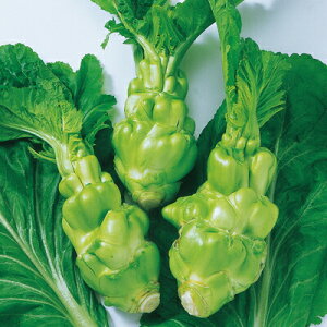 iJn̂  l؁i⡃^JijLR[g 200