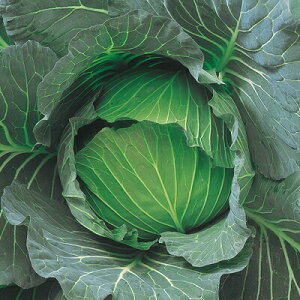 iJn̂ Lxc YR~× LR[g5000