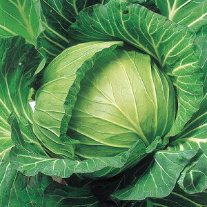 iJn̂ Lxc YR܌q× LR[g5000