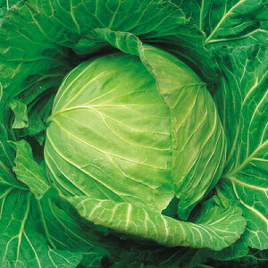 iJn̂ Lxc ͂Ȃ݊× 20ml