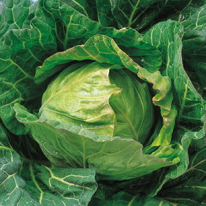 iJn̂ Lxc ĂȂ݊× R[g