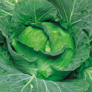 ナカハラのたね キャベツ 夏星甘藍 コート5000粒