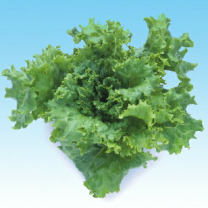 iJn̂ ^X O[[t^L-111 LR[g5000