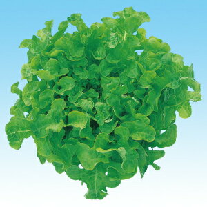 iJn̂ ^X O[I[N^L-116 LR[g5000