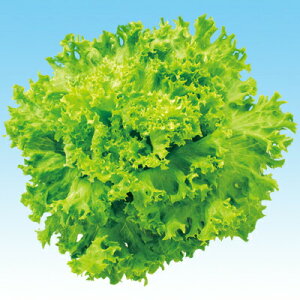 iJn̂ ^X O[[t^L-110iӒnjLR[g 5000