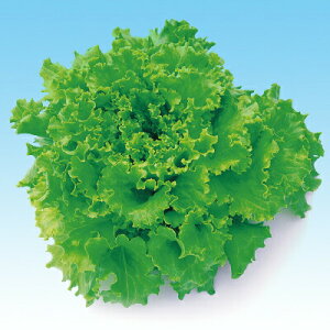 iJn̂ ^X O[o^rA^L-113 LR[g 1000