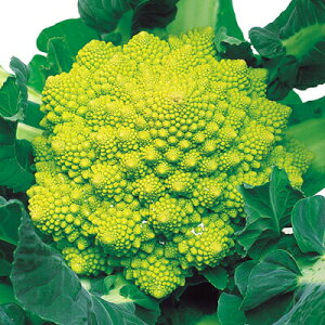 ナカハラのたね カリブロ花椰菜 小袋