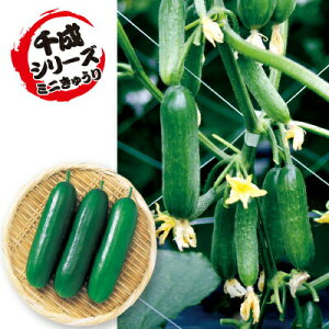 iJn̂ LE hJi琬i~jӉZj@500