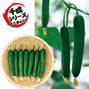 iJn̂ LE JJ琬i~jӉZj@500