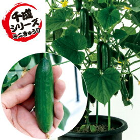 楽天市場 ミニ キュウリ 苗の通販