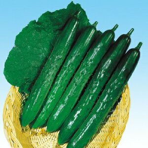 iJn̂ LE HiC{EO[ӉZj