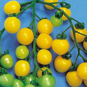 iJn̂ g}g CG[sO~[g}g 