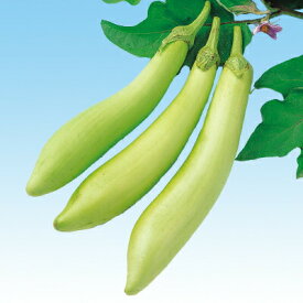 楽天市場 白 ナス 苗の通販