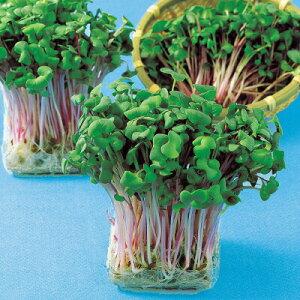 iJn̂ XvEg r[卪 1L