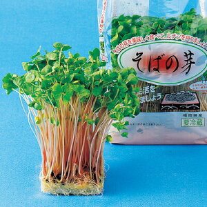 iJn̂ XvEg ΂̉ 1L