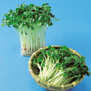 iJn̂ XvEg 卪 1L