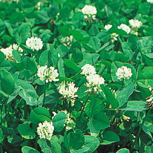 iJn̂ VN[oitBAj500g