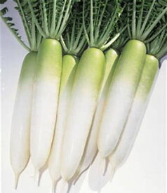 タキイ種苗 ダイコン 大根 千都 DF