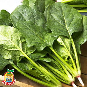 ^LCc zE\E ^tXJC AM 3iG{vCj